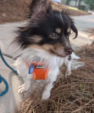 Joey