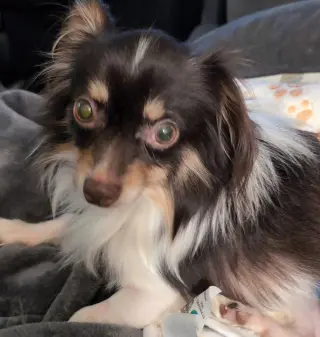 Joey