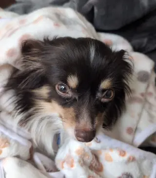 Joey