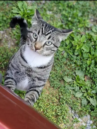 Mikey Boots - URGENT!!!