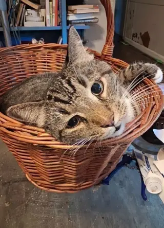 Mikey Boots - URGENT!!!