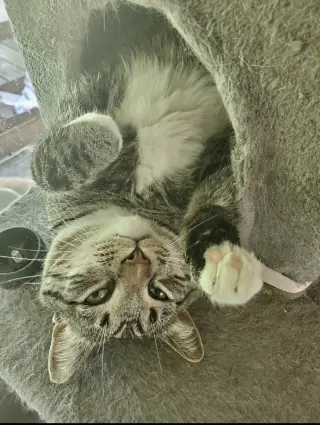 Mikey Boots - URGENT!!!