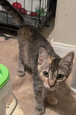 Sue