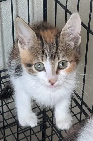 Scarlet