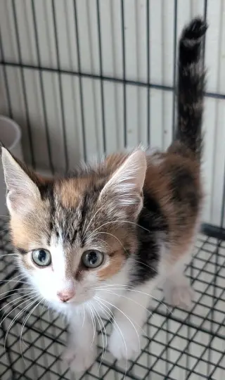 Scarlet