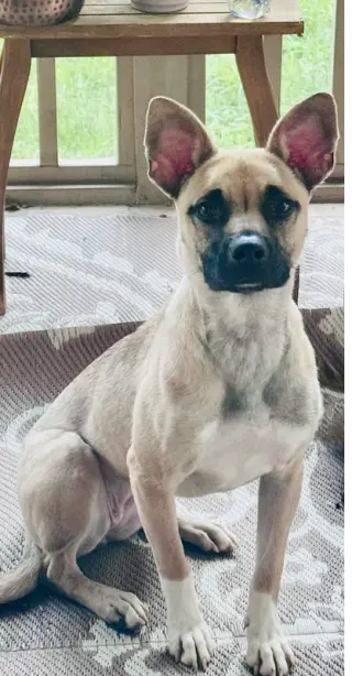 Indie