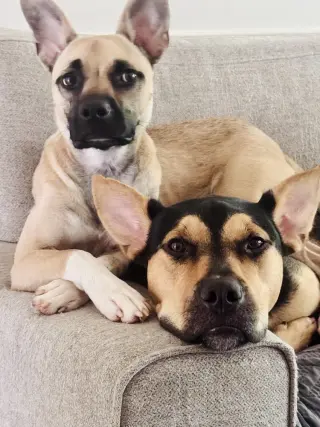 Indie