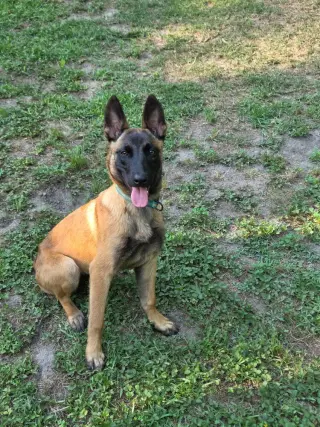 Nacho - Located in Georgia