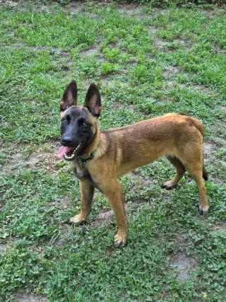 Nacho - Located in Georgia