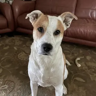 Buddy