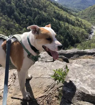 Buddy