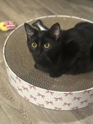 Melody cats : Serenade