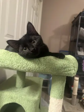 Melody cats : Serenade