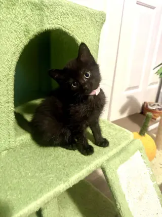 Melody cats : Serenade