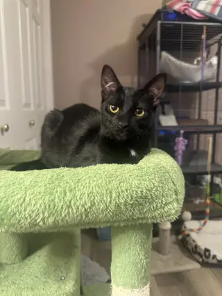Melody cats : Blues