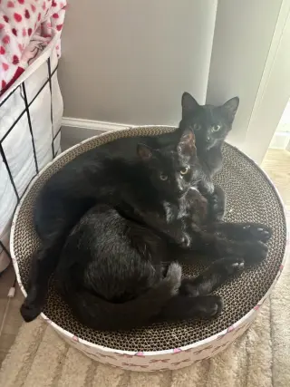 Melody cats : Blues