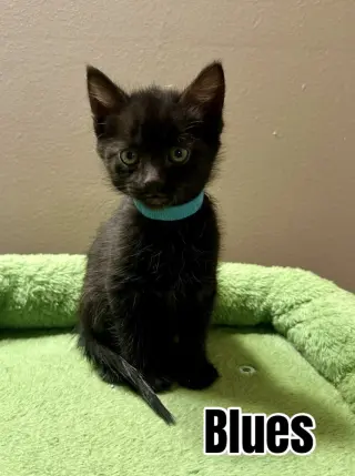 Melody cats : Blues
