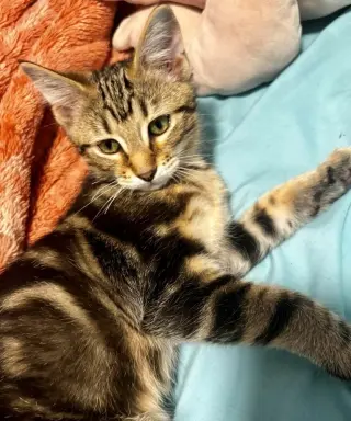 Big Boi