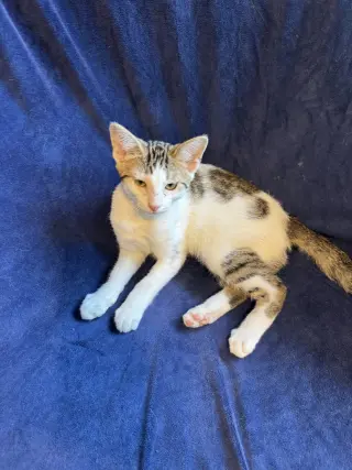 Leo