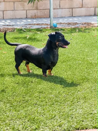 Sable