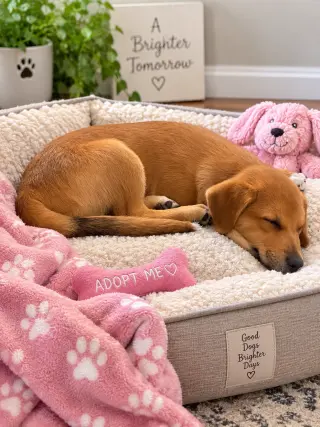 Caramel