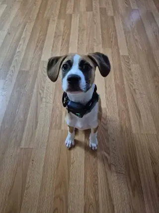Rhoda