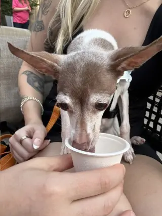 Bambi