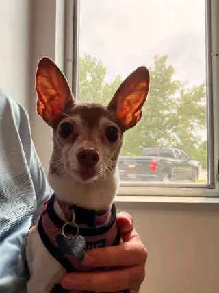 Bambi