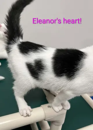 Eleanor