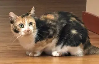 Tina