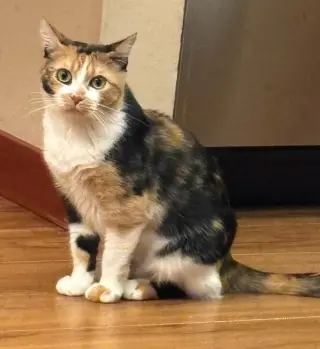 Tina
