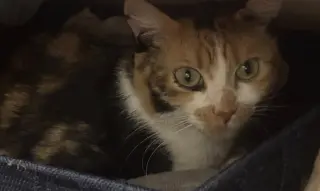 Tina
