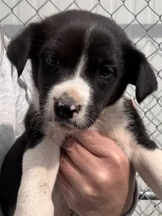 Sally's Litter