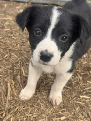Sally's Litter