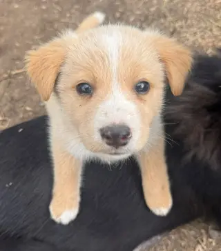 Sally's Litter