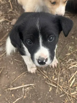 Sally's Litter