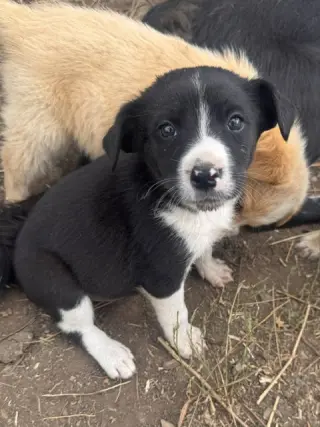 Sally's Litter