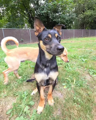 Cody a Daschshund-Corgi mix male