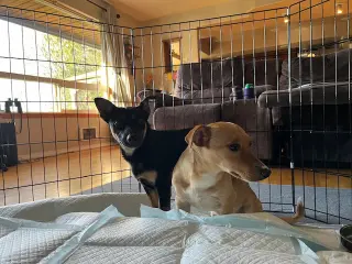 Cody a Daschshund-Corgi mix male