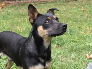 Cody a Daschshund-Corgi mix male