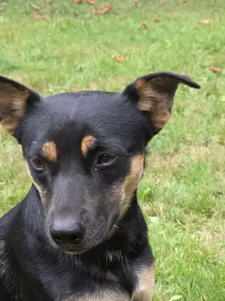Cody a Daschshund-Corgi mix male