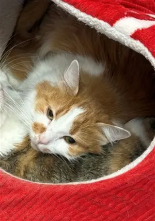 FUZZY-BUTTS