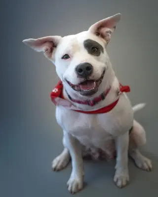 SOPHIE