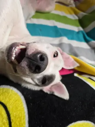 SOPHIE