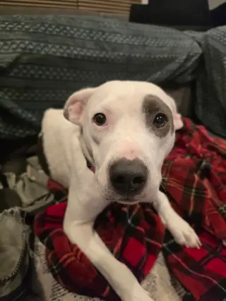 SOPHIE