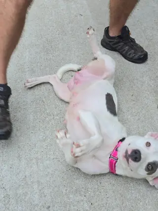 SOPHIE