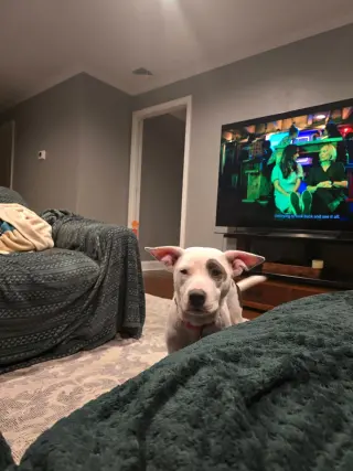 SOPHIE