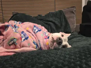 SOPHIE