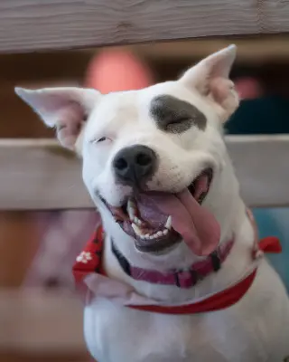 SOPHIE