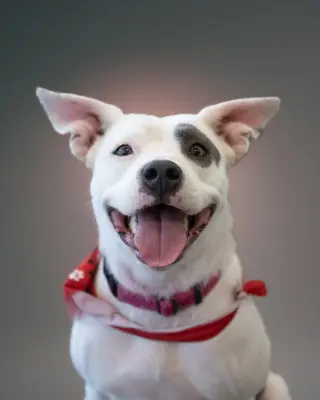 SOPHIE